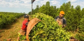 Yerbateros suspenden la zafra de verano en rechazo a la desregulación de Milei: impacto en el sector y medidas previstas